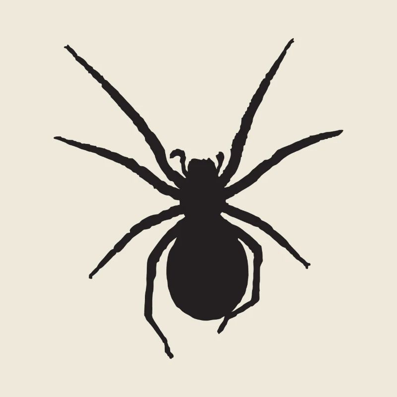 Spinne Nosferatu-Spinne