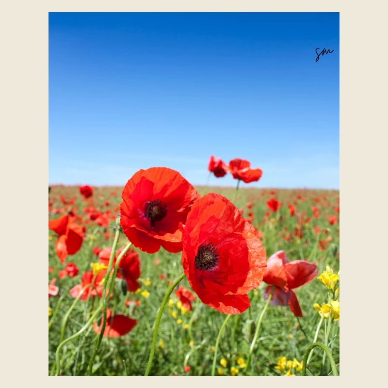 Les coquelicots dans le champ bleu