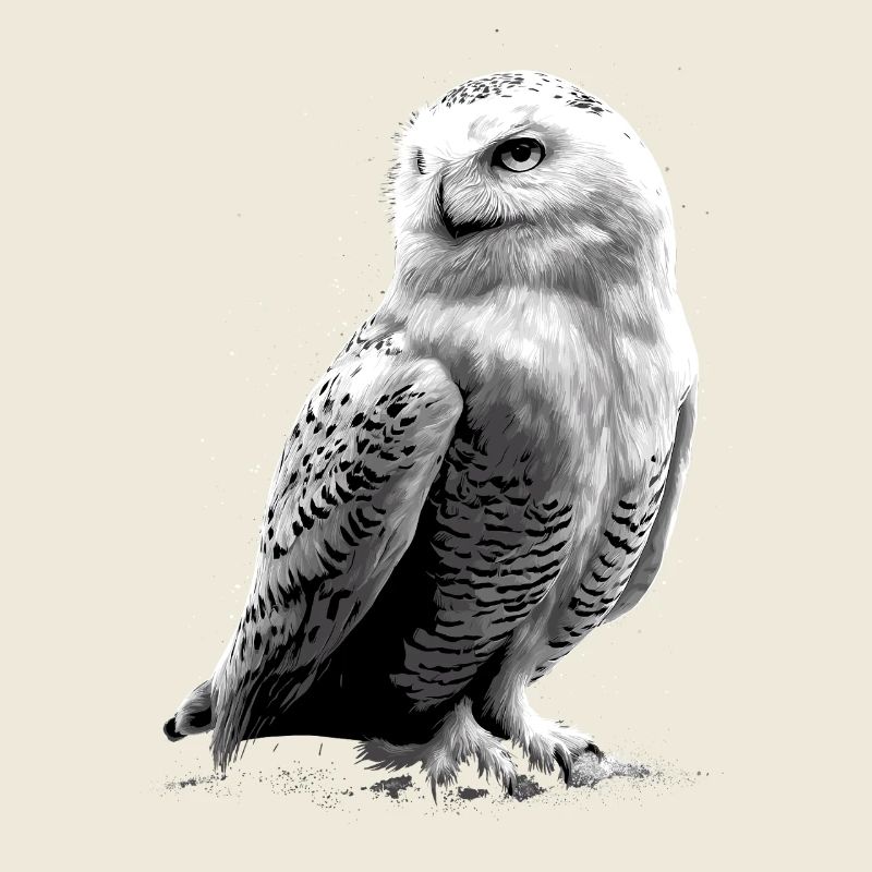 Schneeeule Weiße Eule Kauz Uhu Owl Schnee Eulen
