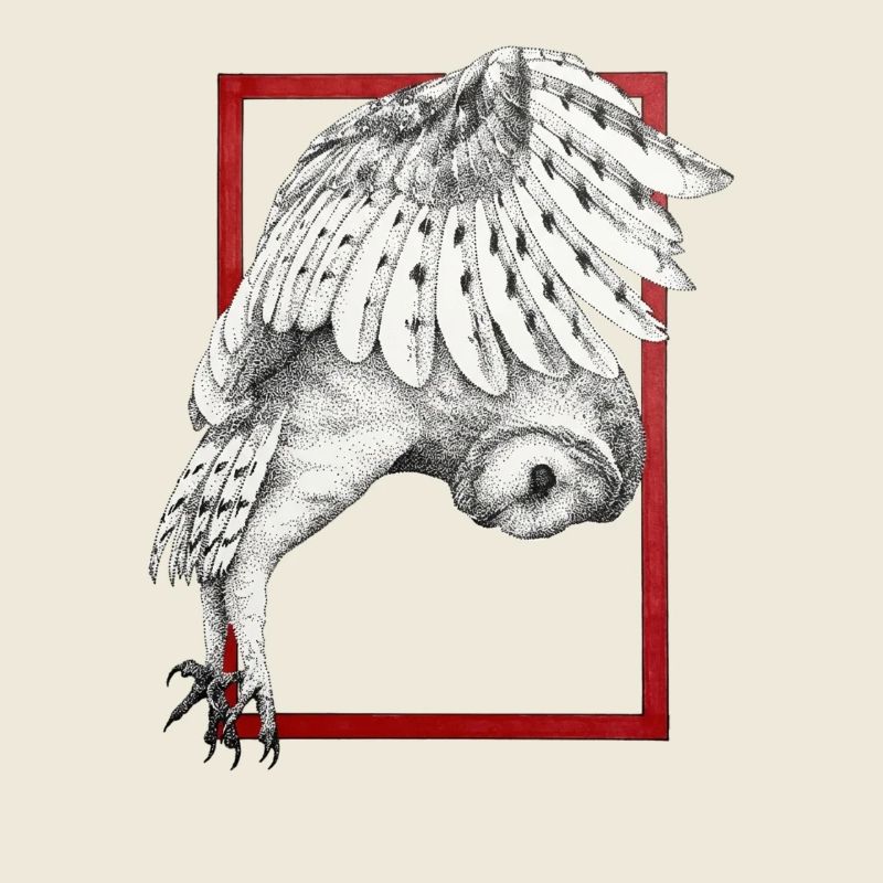 Hibou avec cadre