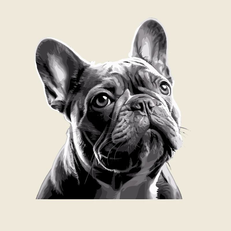 Bulldog Français Visage de Bully Blanc Noir