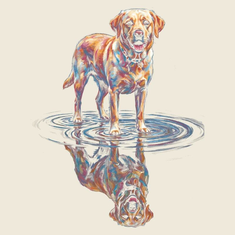 Labrador Retriever with Water Reflection