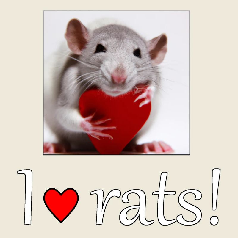 Rat with a heart