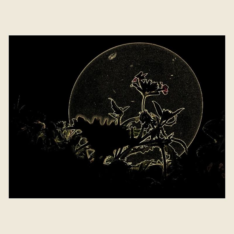 Flowers on a summer night