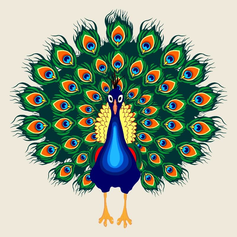 Paon fier coloré aux ailes déployées