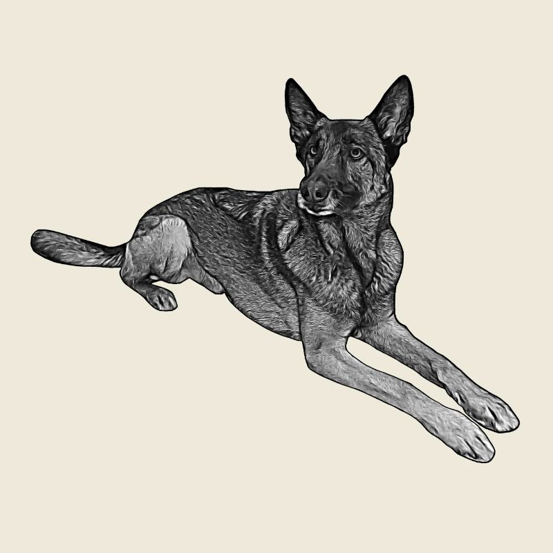 Malinois