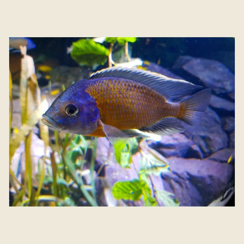 Cichlidé Copadichromis borleyi