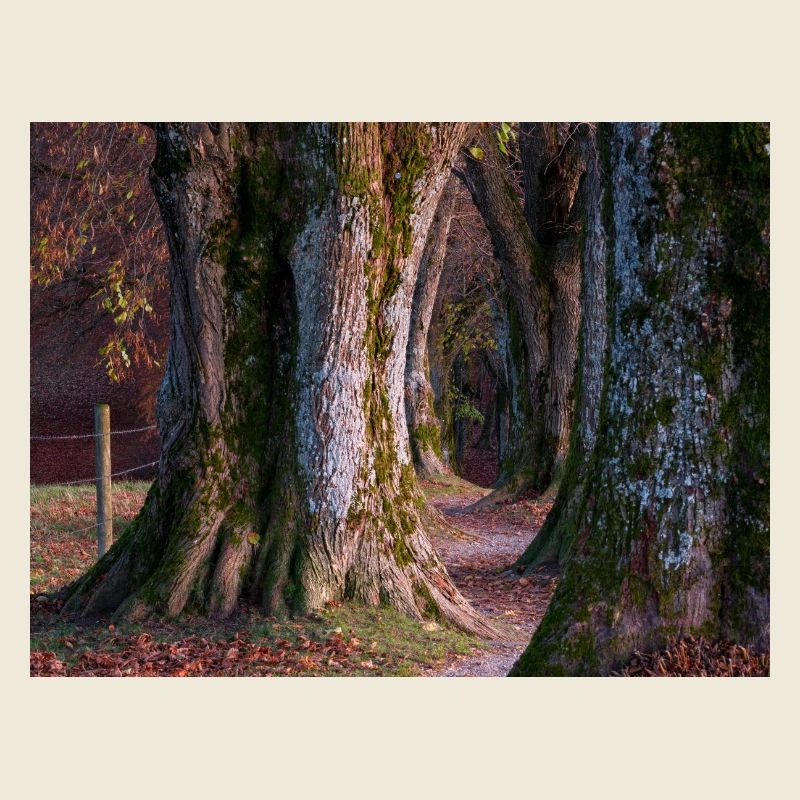 Steindl Allee