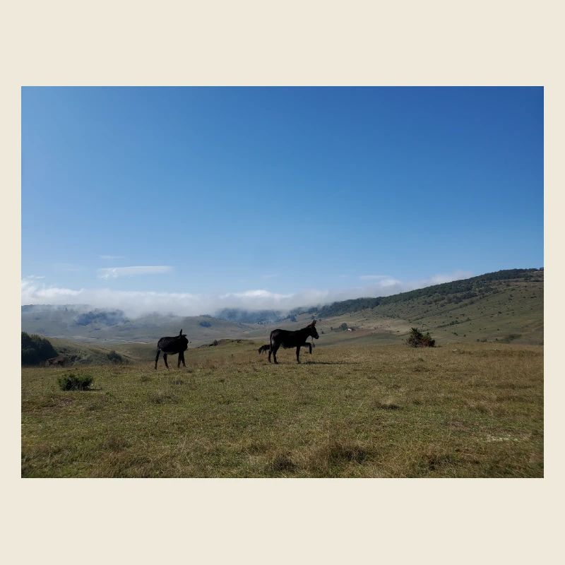 Donkeys, Mountains, Meadows