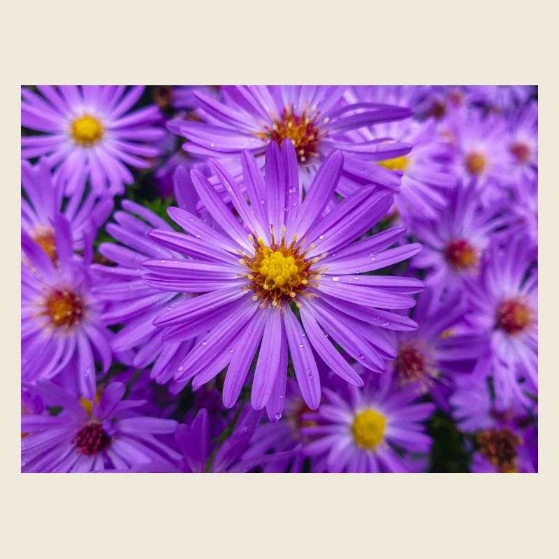 New England aster also hairy Michaelmas-daisy