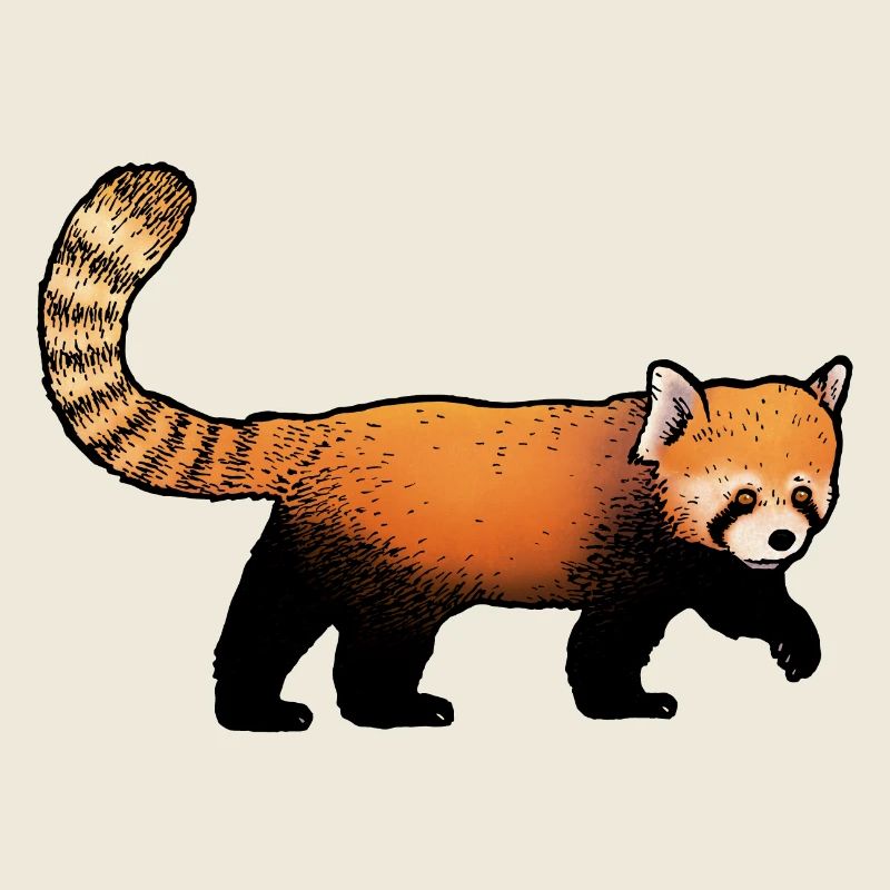 Panda Roux / Red Panda 02
