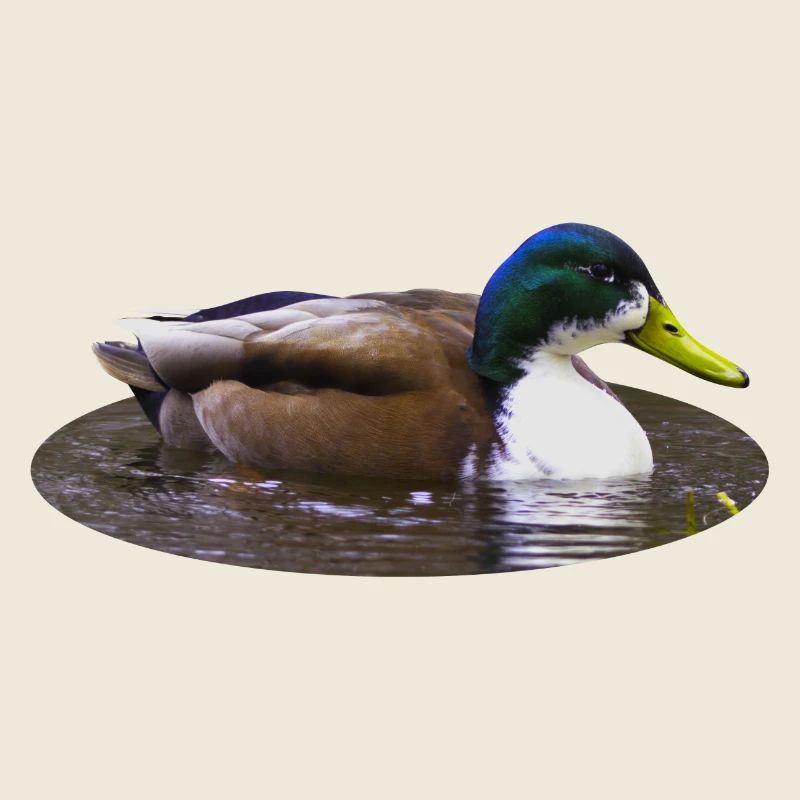 Mallard Duck Duck Duck