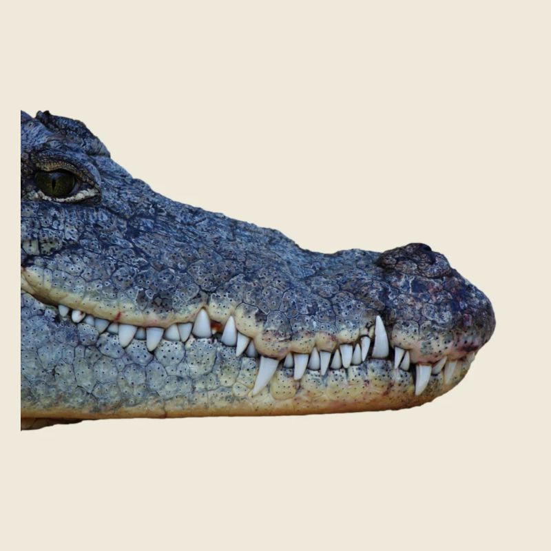 Krokodil, Kopf, Reptil,
