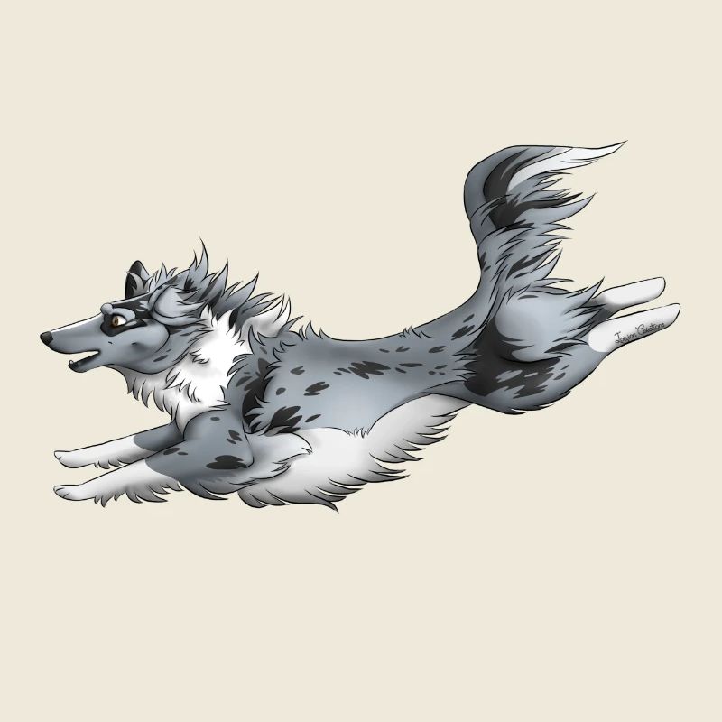 Berger Shetland Blue Merle