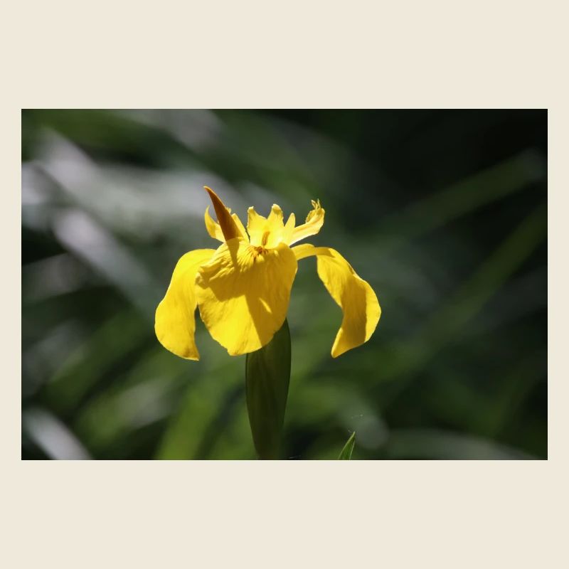 Iris Lily Fleur Jaune