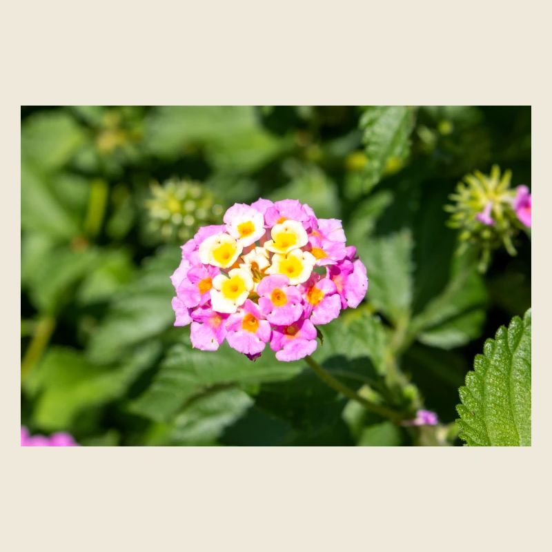 Lantana aussi drapeau espagnol Wandelröschen