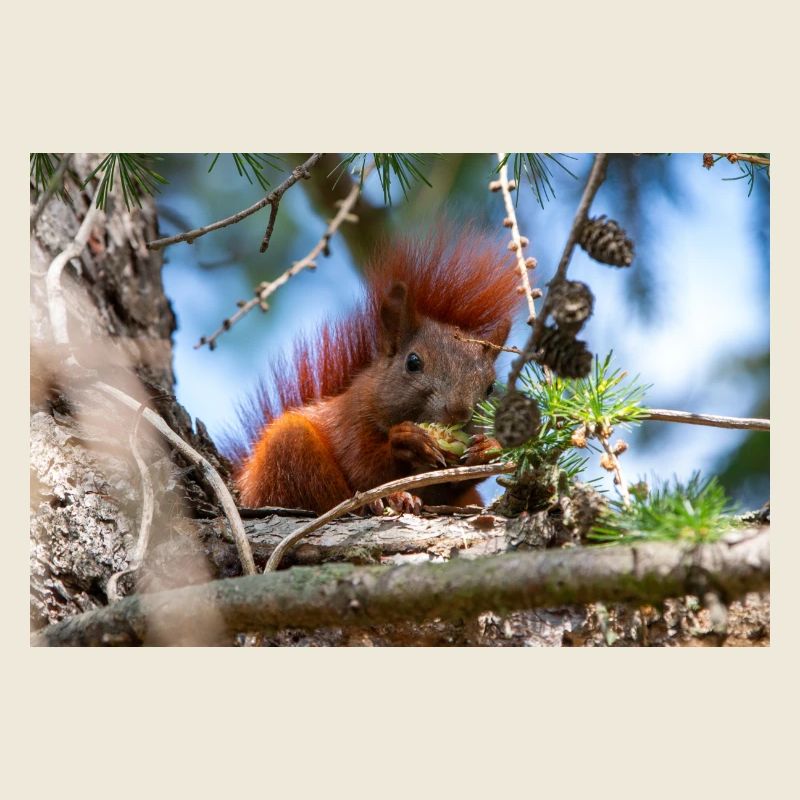 squirrel (in german Eichhörnchen) Sciurus