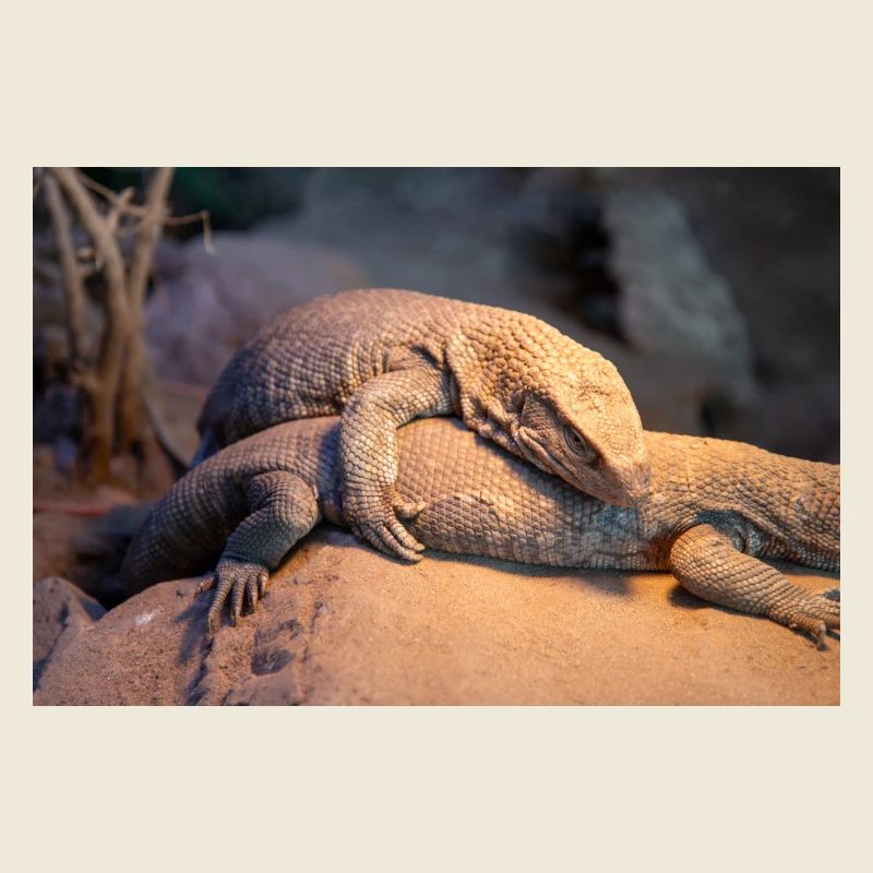 Mexican beaded lizard (Skorpion-Krustenechse)