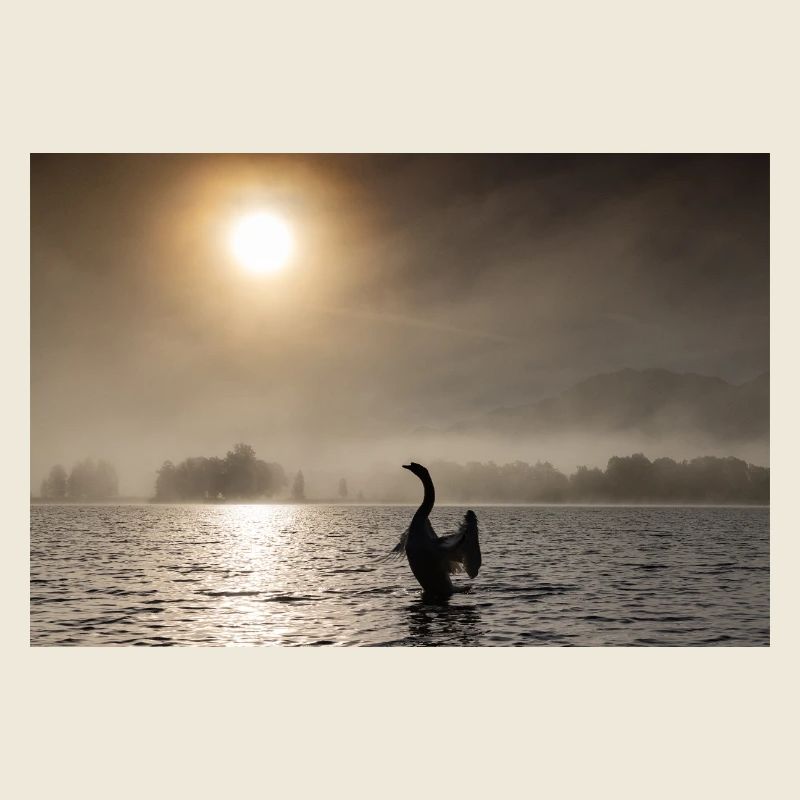 Schwan im Gegenlicht