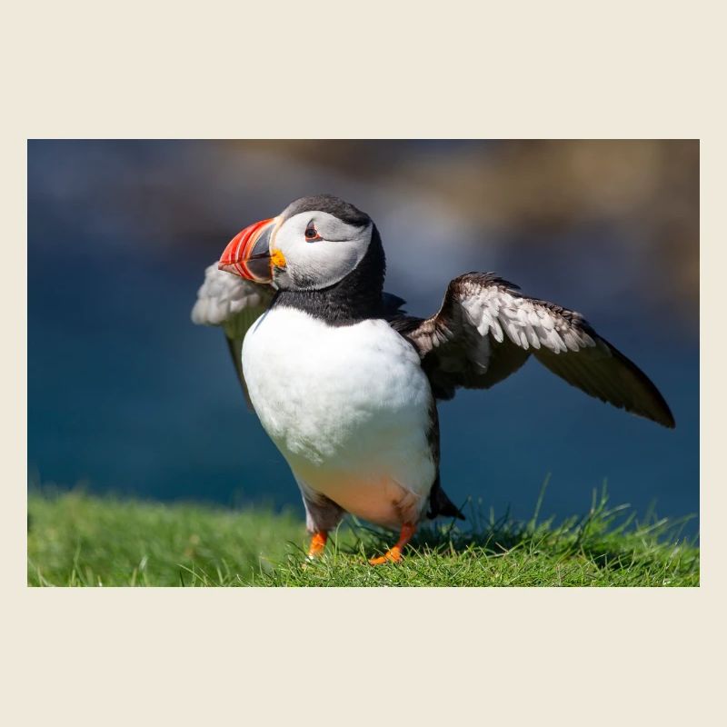 Puffin