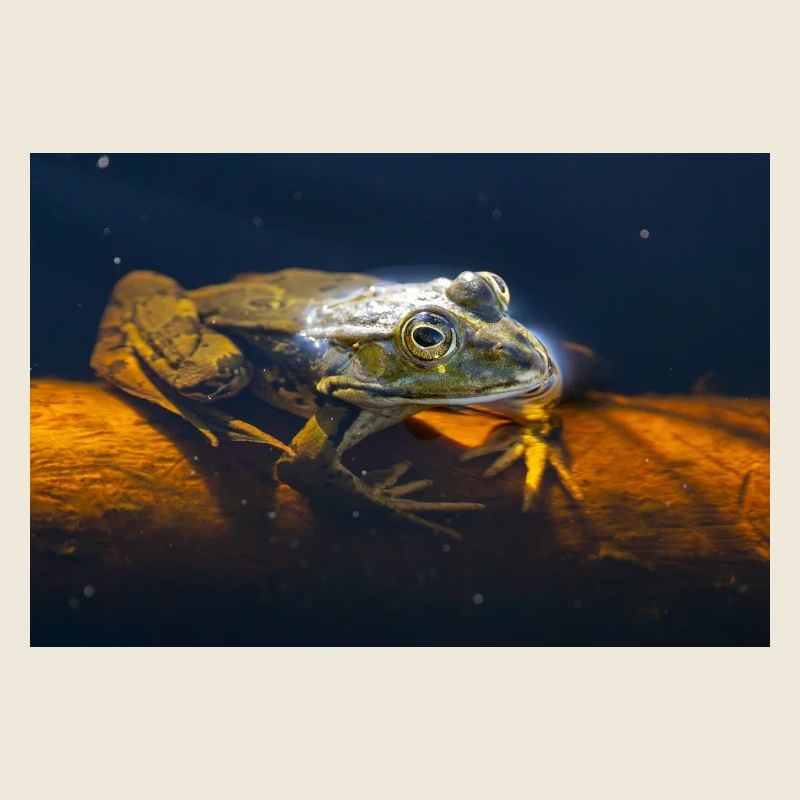 Common water frog