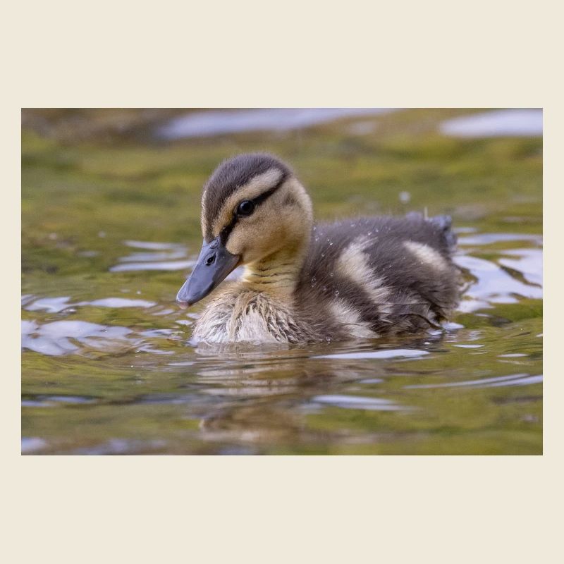 Poussins de canard