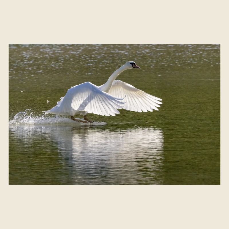 Schwan bei der Landung