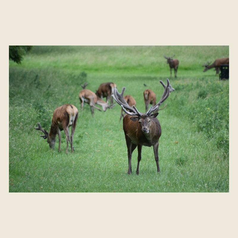 Deer with antlers DSC 0065