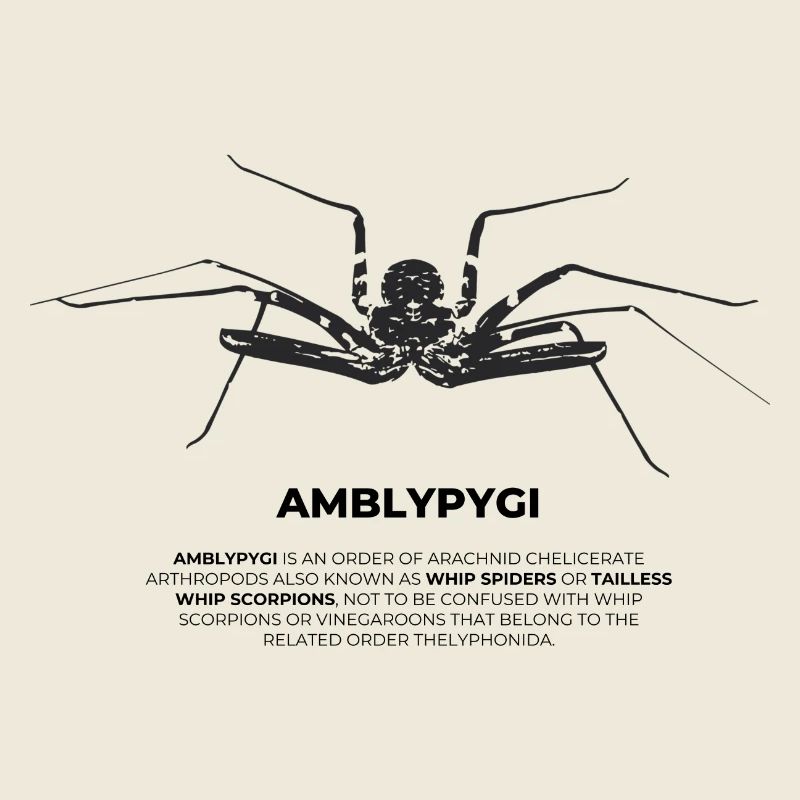 Geißelspinne - Amblypygi