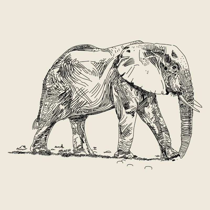 elephant d'Afrique gravure