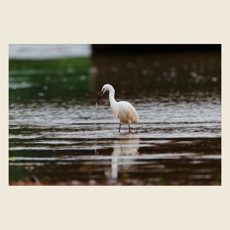 Little Egret 2