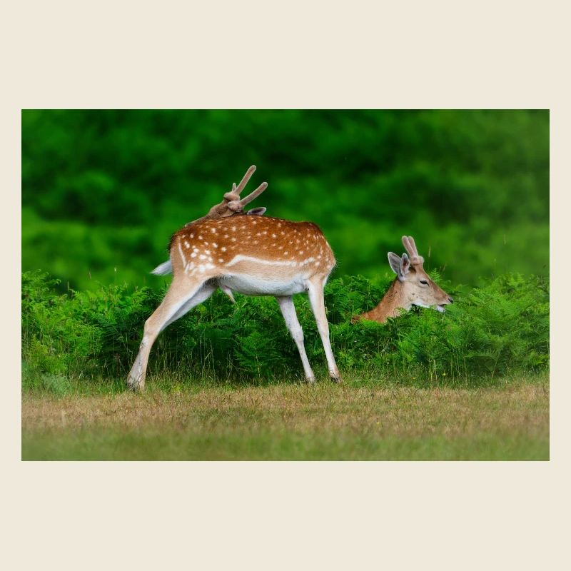 Fallow 2