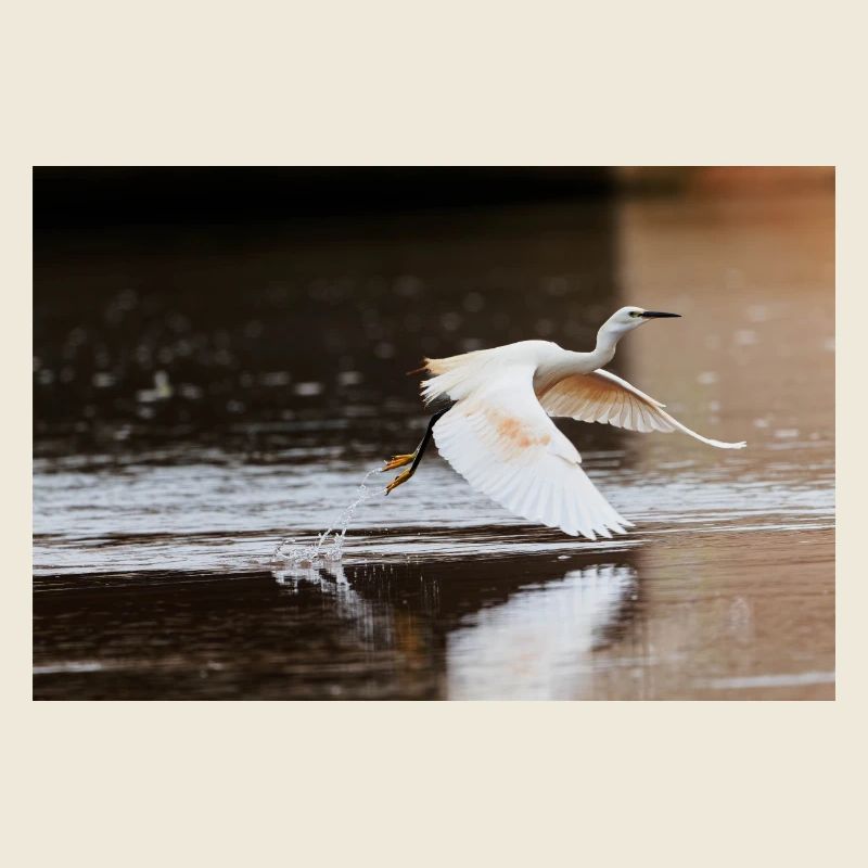Little Egret 8