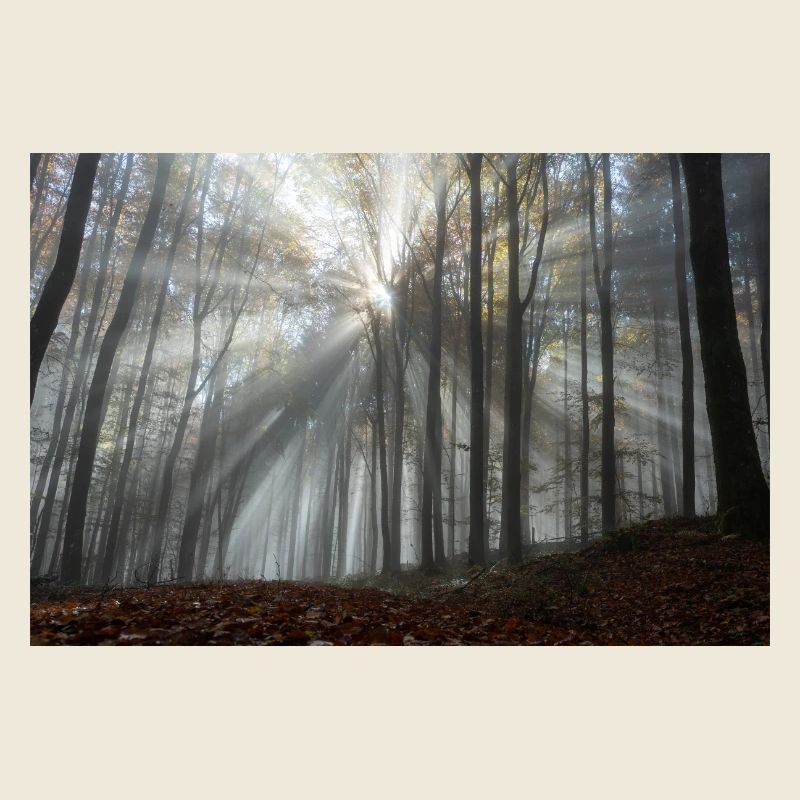 Das Leuchten des Waldes