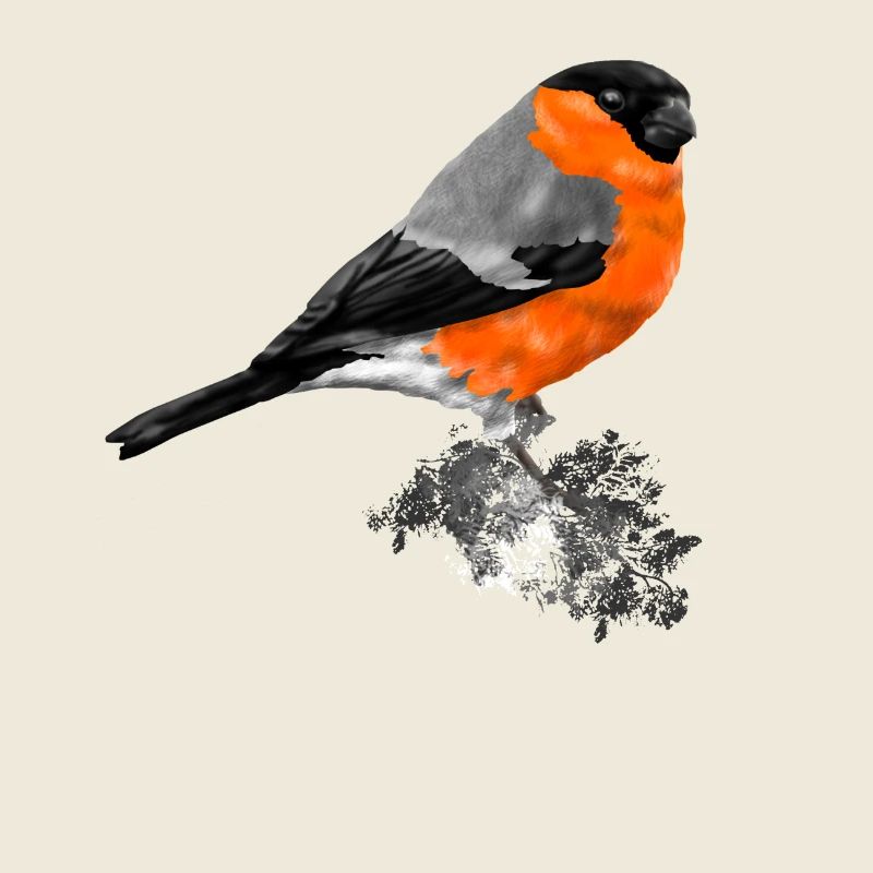 oiseau