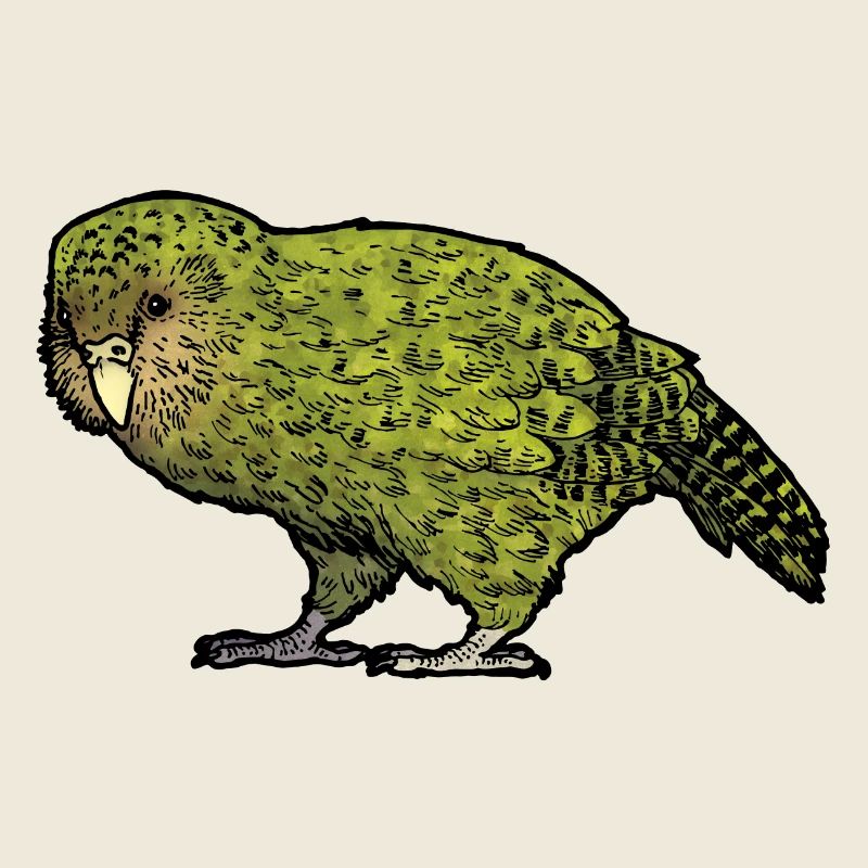 Strigops kakapo 02