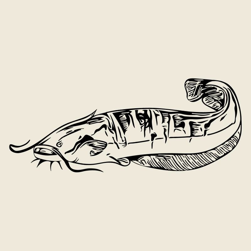 Silure - pêche silure