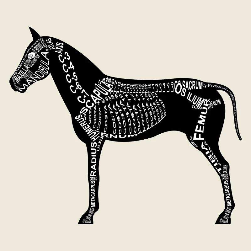 squelette cheval