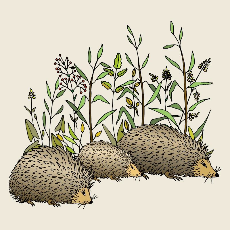 Igel
