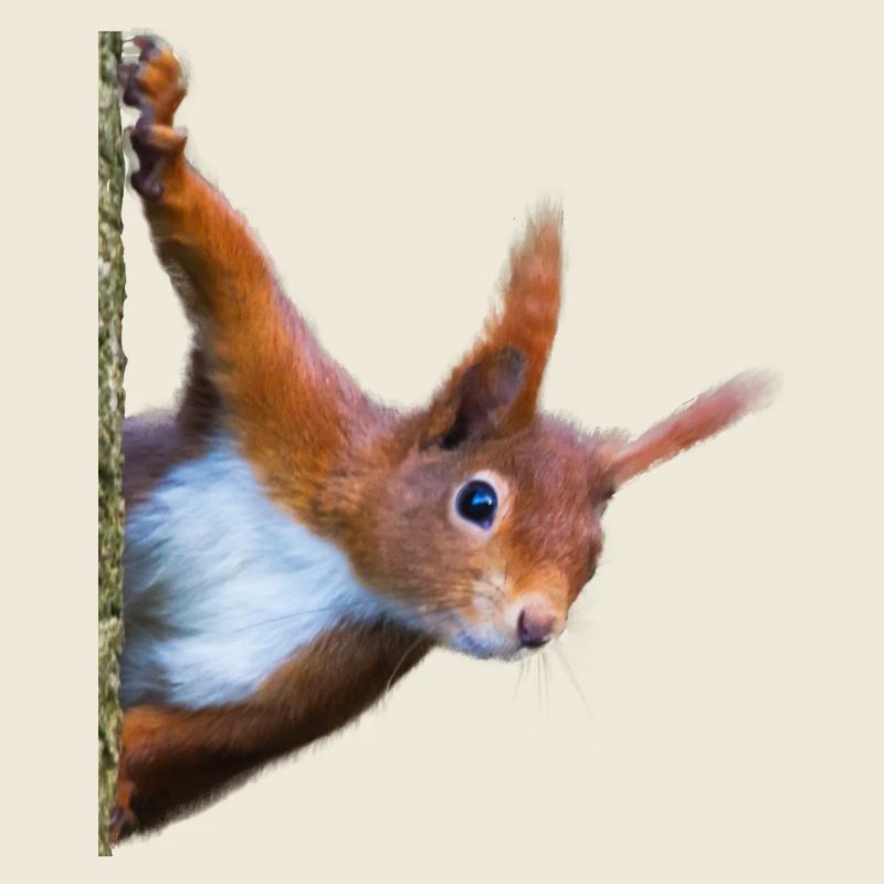 Eichhörnchen