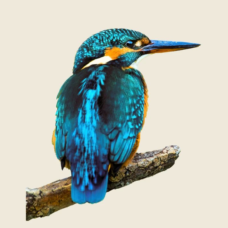 Martin-pêcheur Alcedo à ce