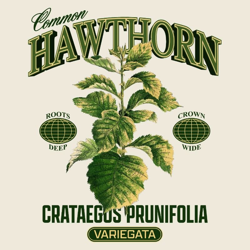 Common Hawthorn Botanical Art
