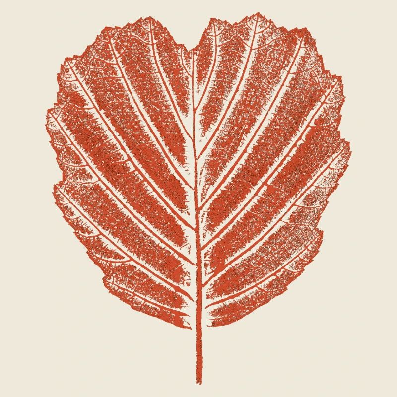 Erle Blatt - Botanik