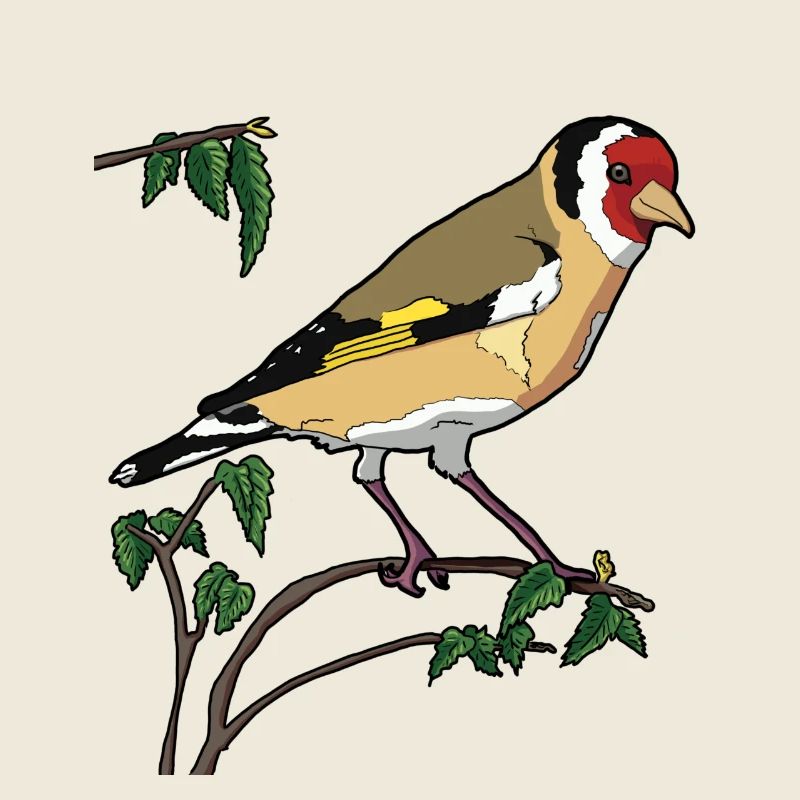 Chardonneret