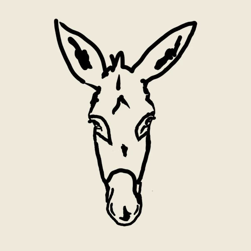 Esel Âne Donkey
