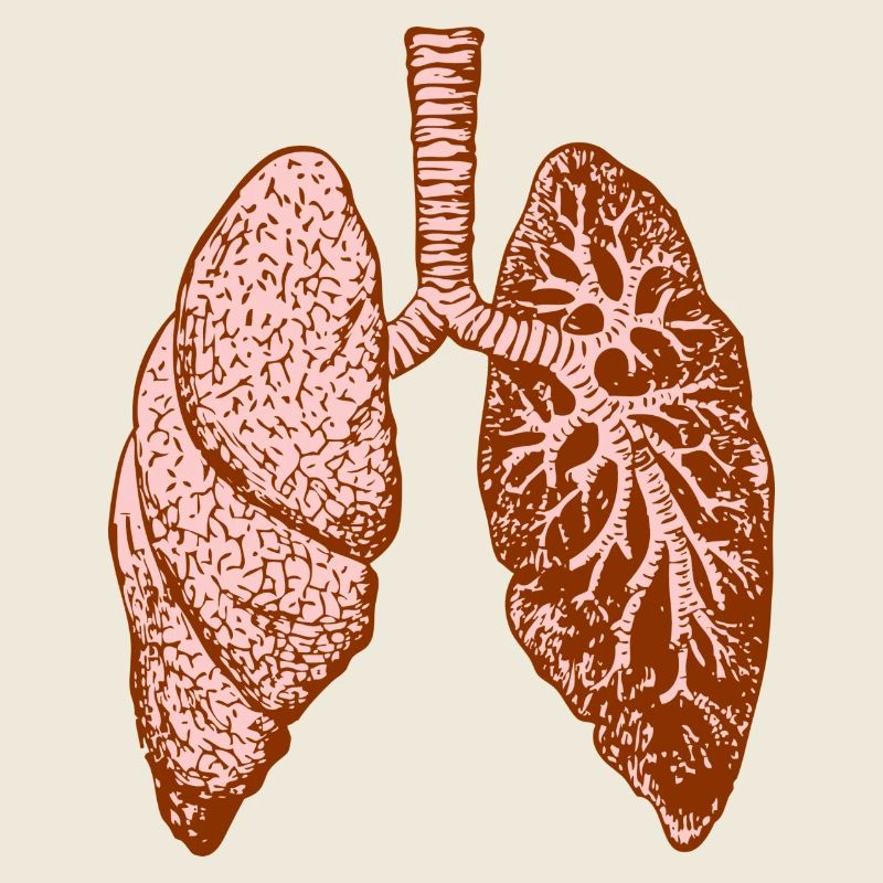 Lung: O