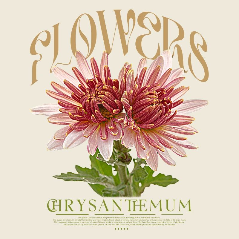 Chrysantheme Chrysanthemen