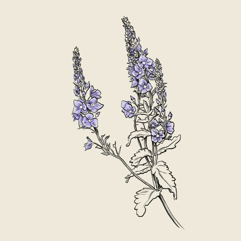 Fleurs sauge violettes