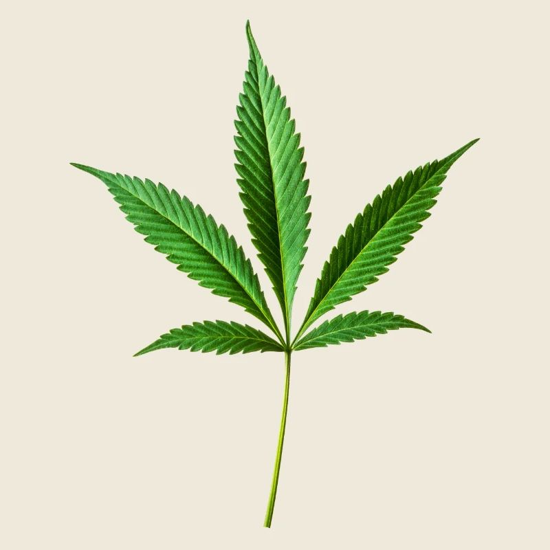 Chanvre de marijuana (cannabis)
