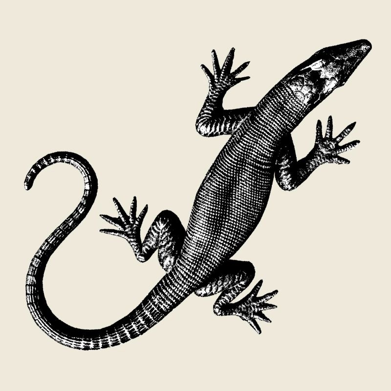 Graphique d’un lézard